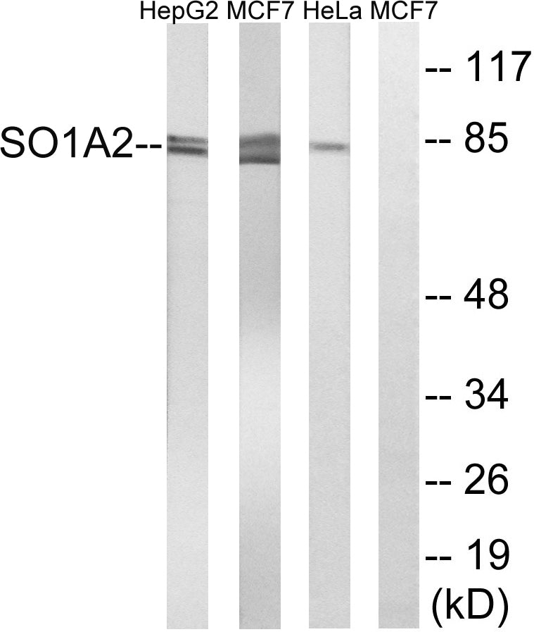 OATP1 Rabbit Polyclonal Antibody