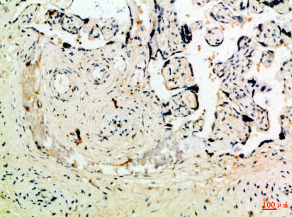 Ob Rabbit Polyclonal Antibody