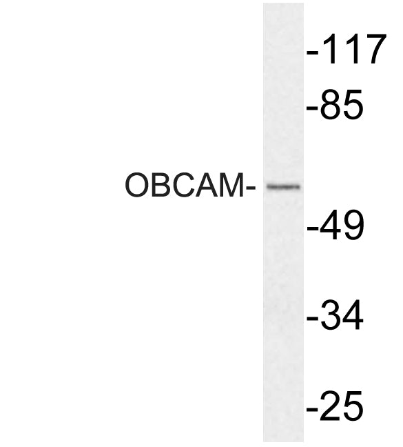 OBCAM Rabbit Polyclonal Antibody