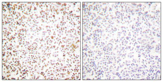 Oct-1 Rabbit Polyclonal Antibody