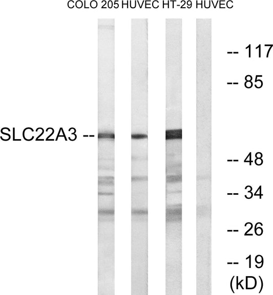 OCT3 Rabbit Polyclonal Antibody