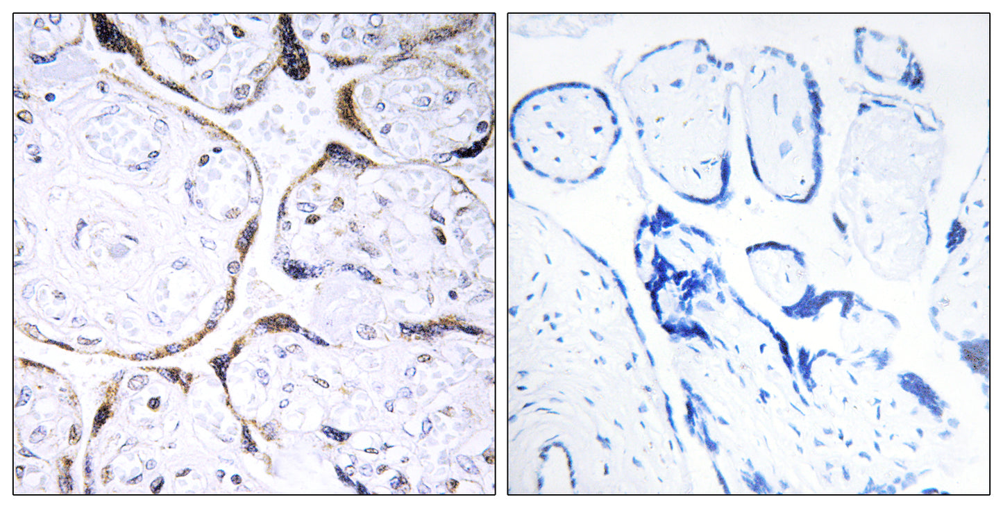 O-FucT-2 Rabbit Polyclonal Antibody