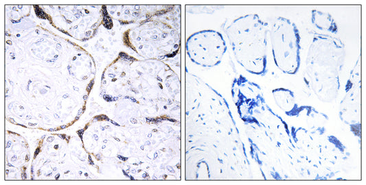 O-FucT-2 Rabbit Polyclonal Antibody