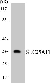OGCP Rabbit Polyclonal Antibody