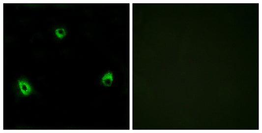 Olfactory receptor 10A4 Rabbit Polyclonal Antibody