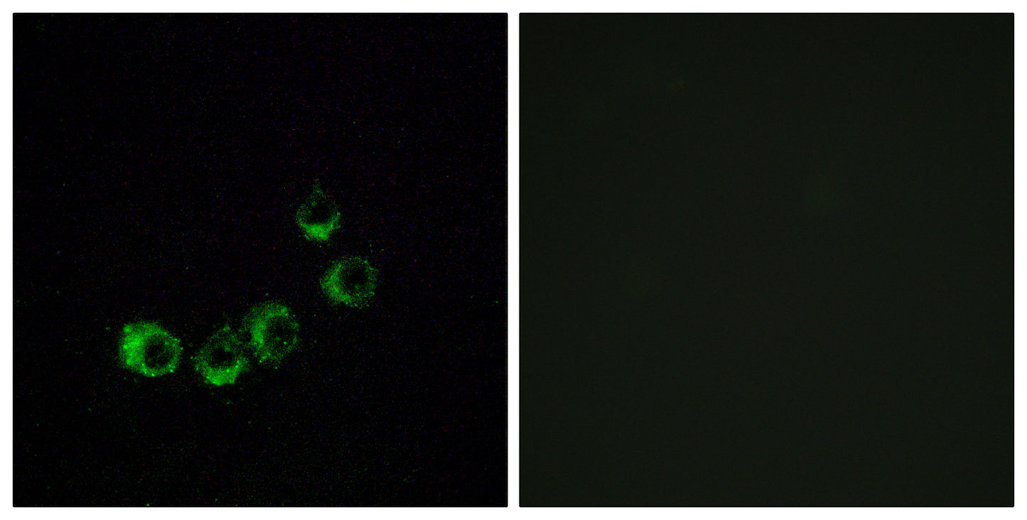 Olfactory receptor 10A5 Rabbit Polyclonal Antibody