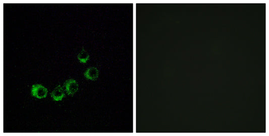 Olfactory receptor 10A5 Rabbit Polyclonal Antibody