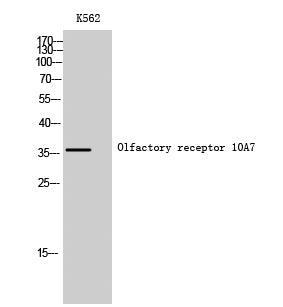 Olfactory receptor 10A7 Rabbit Polyclonal Antibody