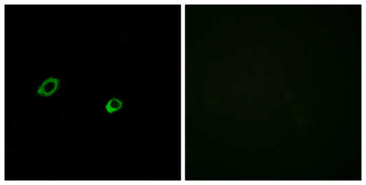 Olfactory receptor 10AG1 Rabbit Polyclonal Antibody