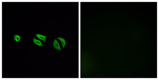 Olfactory receptor 10G6 Rabbit Polyclonal Antibody