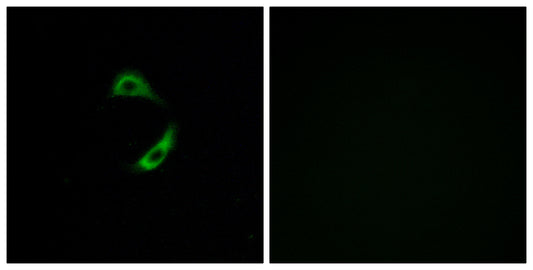 Olfactory receptor 10G9 Rabbit Polyclonal Antibody