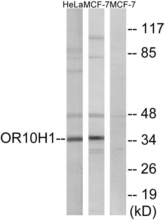 Olfactory receptor 10H1 Rabbit Polyclonal Antibody