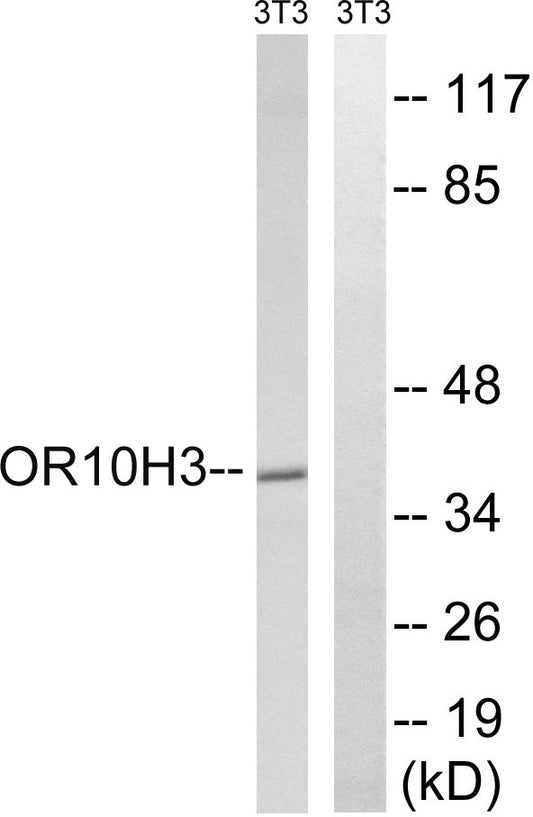 Olfactory receptor 10H3/4 Rabbit Polyclonal Antibody