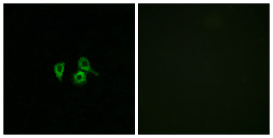 Olfactory receptor 10H4 Rabbit Polyclonal Antibody