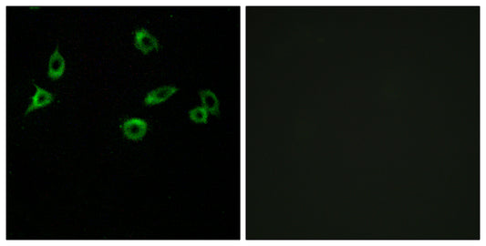 Olfactory receptor 10S1 Rabbit Polyclonal Antibody