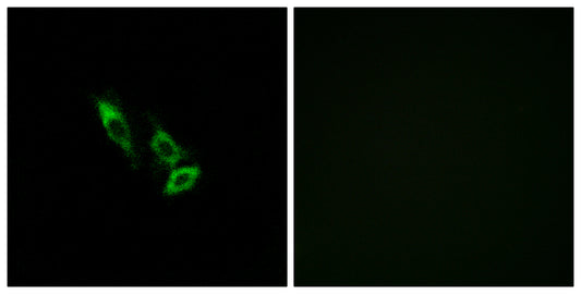 Olfactory receptor 10V1 Rabbit Polyclonal Antibody