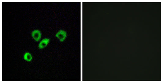 Olfactory receptor 10Z1 Rabbit Polyclonal Antibody