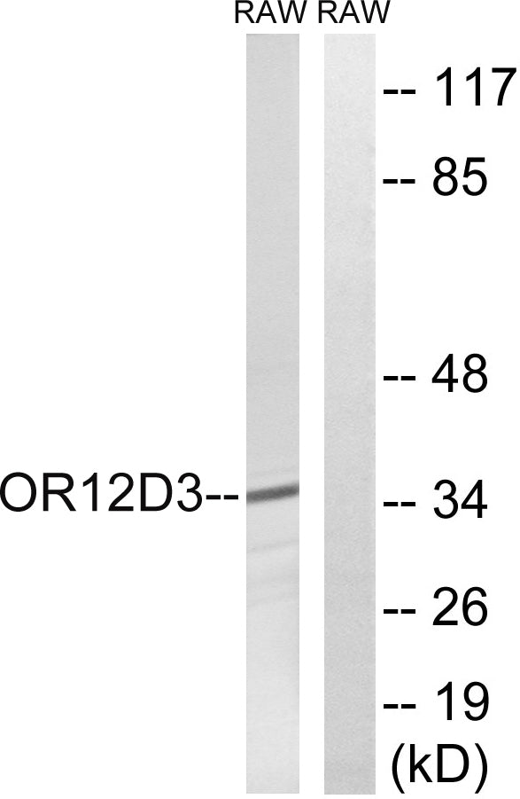 Olfactory receptor 12D3 Rabbit Polyclonal Antibody