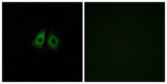 Olfactory receptor 13C3 Rabbit Polyclonal Antibody