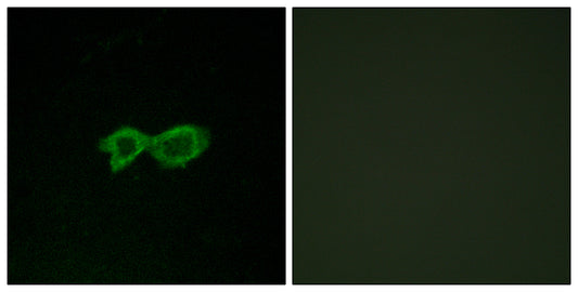 Olfactory receptor 13C4 Rabbit Polyclonal Antibody