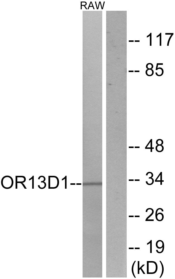 Olfactory receptor 13D1 Rabbit Polyclonal Antibody