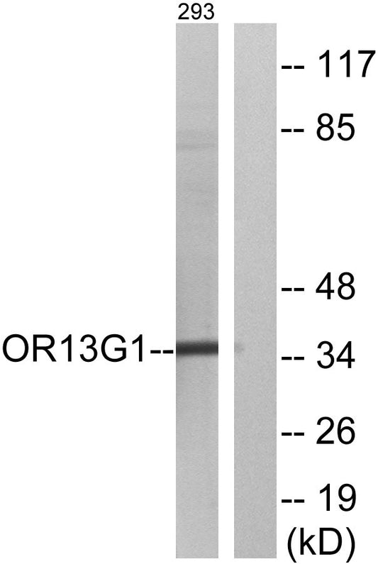 Olfactory receptor 13G1 Rabbit Polyclonal Antibody
