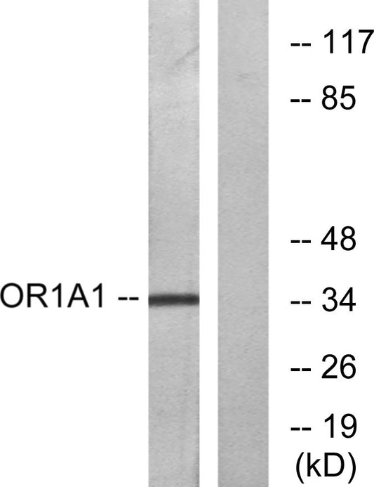 Olfactory receptor 1A1 Rabbit Polyclonal Antibody