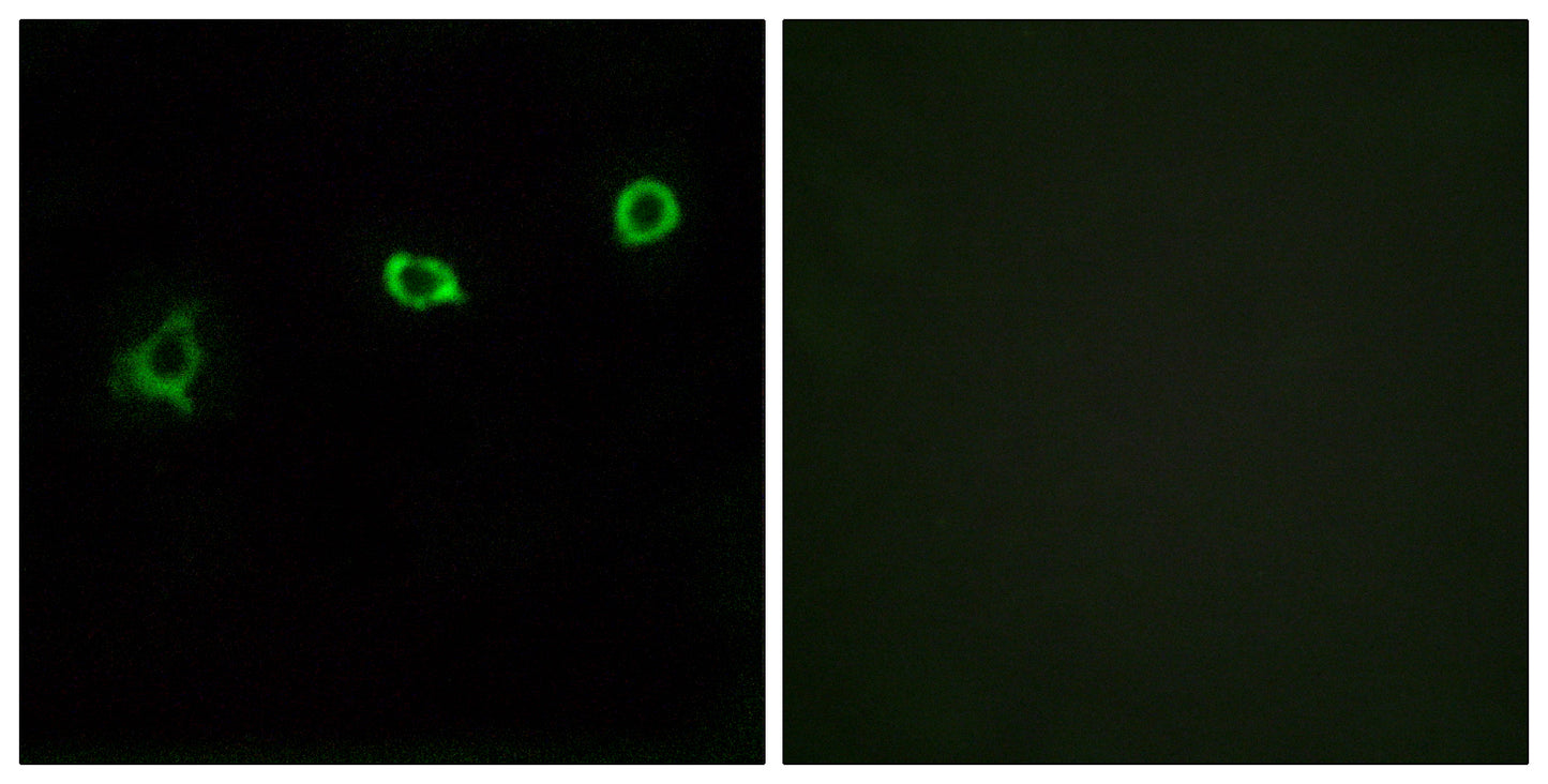 Olfactory receptor 1N1 Rabbit Polyclonal Antibody