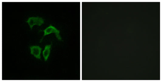 Olfactory receptor 2A4/7 Rabbit Polyclonal Antibody