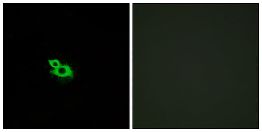 Olfactory receptor 2A42 Rabbit Polyclonal Antibody