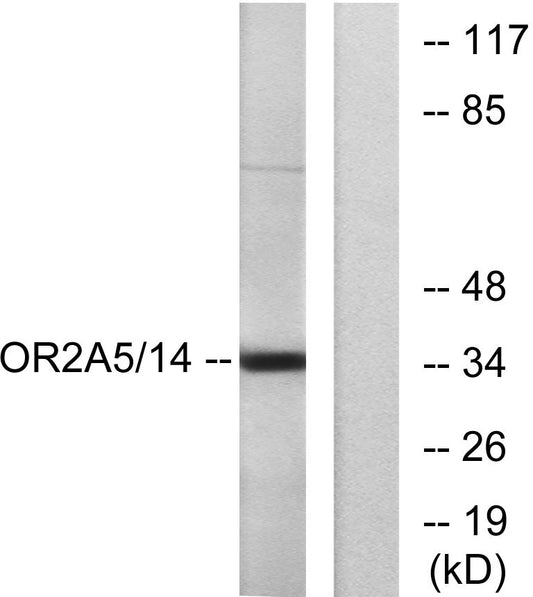 Olfactory receptor 2A5/14 Rabbit Polyclonal Antibody