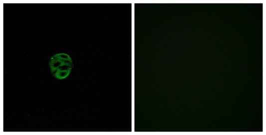 Olfactory receptor 2AE1 Rabbit Polyclonal Antibody