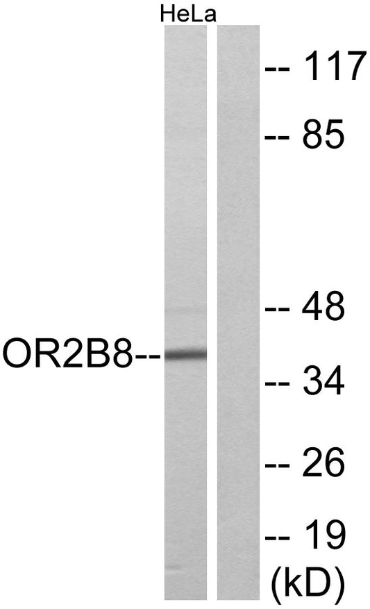 Olfactory receptor 2B8 Rabbit Polyclonal Antibody