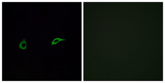 Olfactory receptor 2C1 Rabbit Polyclonal Antibody