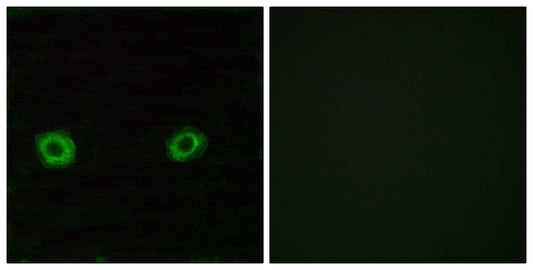 Olfactory receptor 2D3 Rabbit Polyclonal Antibody