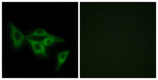 Olfactory receptor 2I1 Rabbit Polyclonal Antibody