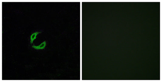 Olfactory receptor 2K2 Rabbit Polyclonal Antibody