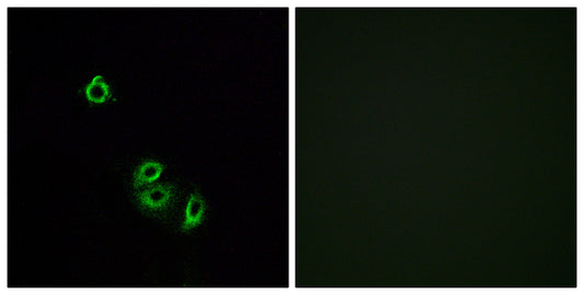 Olfactory receptor 2L5 Rabbit Polyclonal Antibody