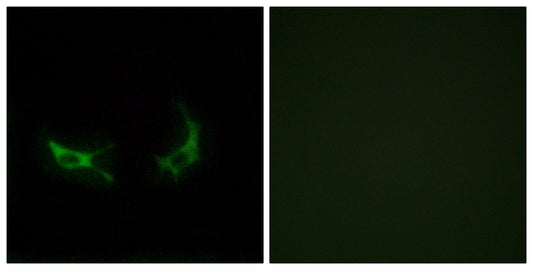 Olfactory receptor 2M3 Rabbit Polyclonal Antibody