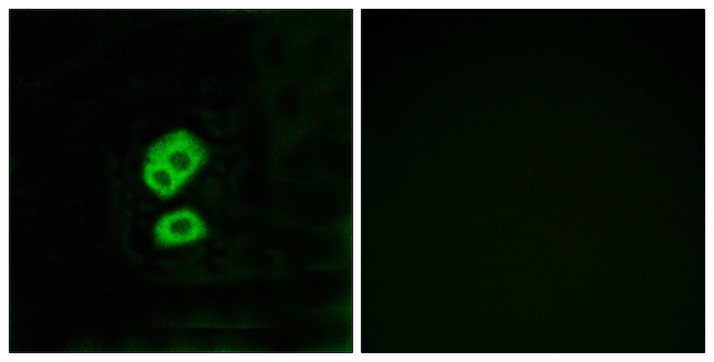 Olfactory receptor 2T10 Rabbit Polyclonal Antibody