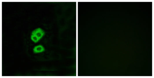 Olfactory receptor 2T10 Rabbit Polyclonal Antibody