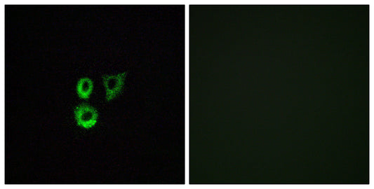 Olfactory receptor 2T3/34 Rabbit Polyclonal Antibody