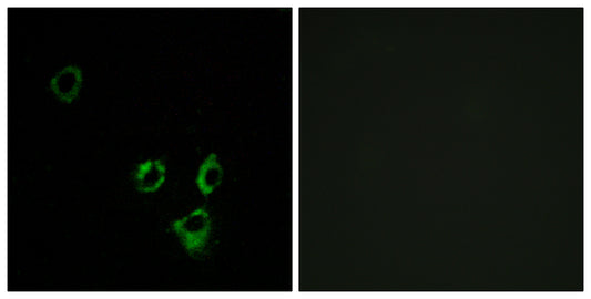 Olfactory receptor 2T5/2T29 Rabbit Polyclonal Antibody