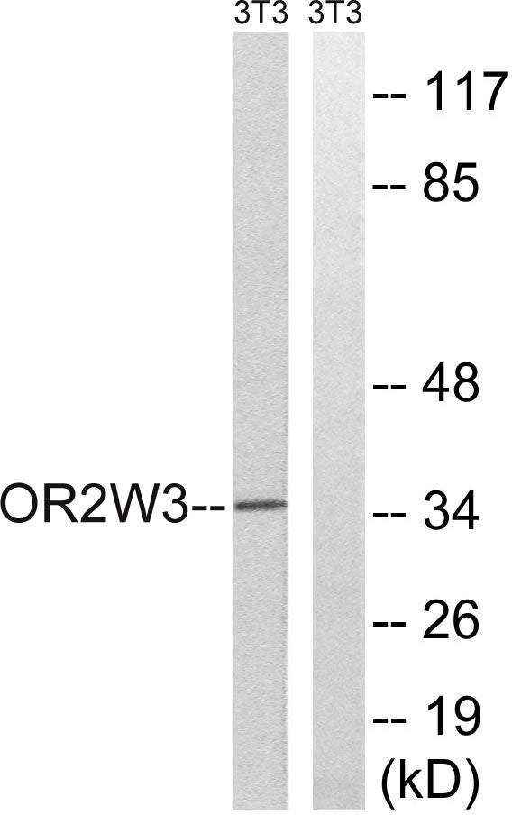 Olfactory receptor 2W3 Rabbit Polyclonal Antibody