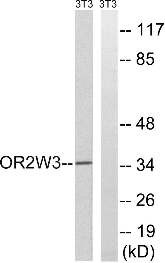 Olfactory receptor 2W3 Rabbit Polyclonal Antibody