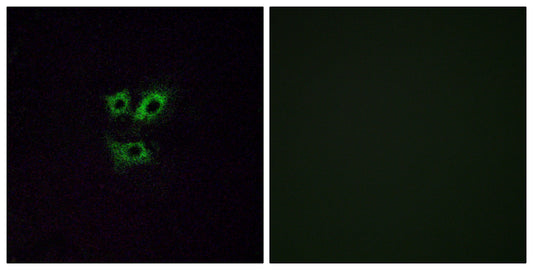 Olfactory receptor 2Y1 Rabbit Polyclonal Antibody