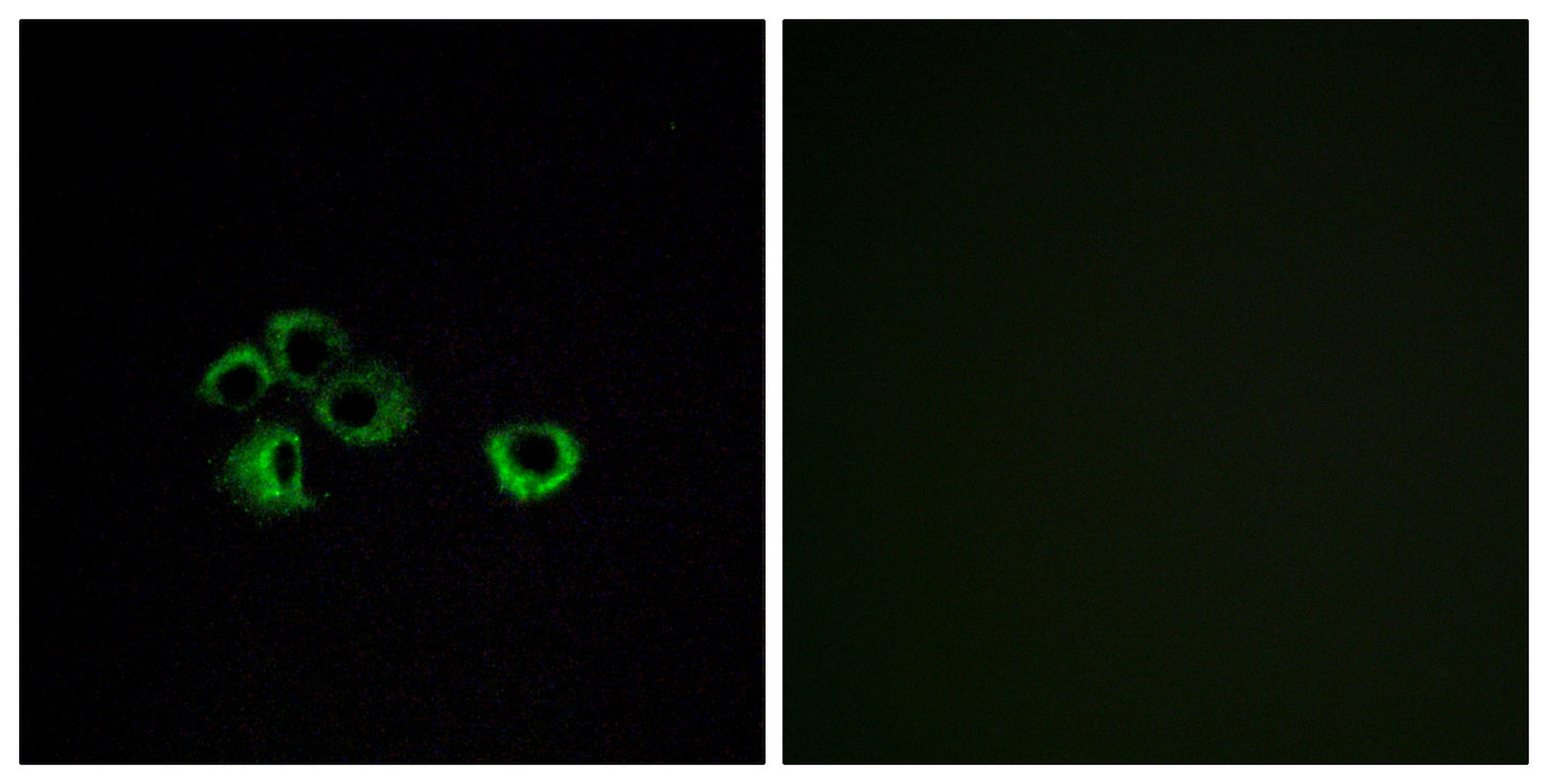 Olfactory receptor 2Z1 Rabbit Polyclonal Antibody