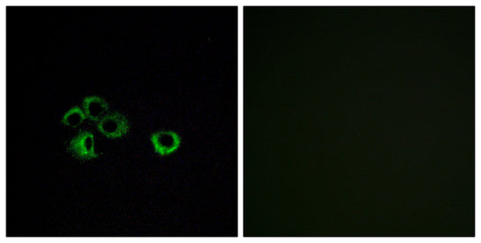 Olfactory receptor 2Z1 Rabbit Polyclonal Antibody