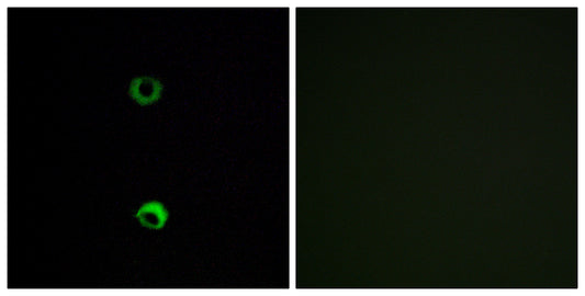 Olfactory receptor 3A2 Rabbit Polyclonal Antibody