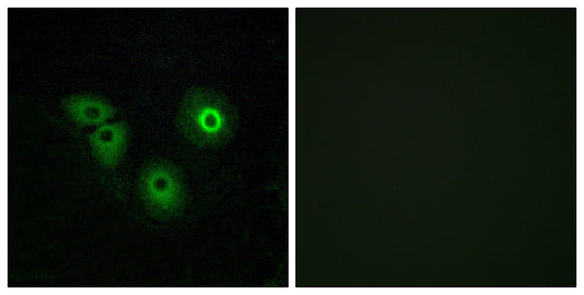Olfactory receptor 4A15 Rabbit Polyclonal Antibody